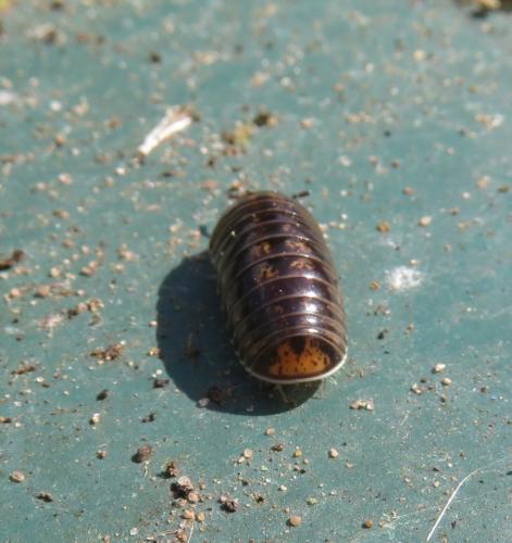 Glomeris ligurica